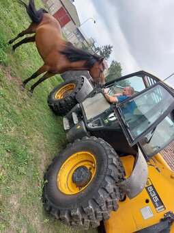 Pronájem pony kobylky 140cm - 15