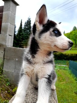 Sibirsky husky - 15