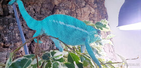 Chameleon Pardálí Nosy Be Blue - 15