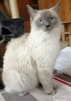 Ragdoll koťátka bez PP - 15