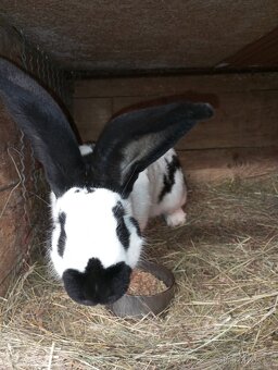 Německý obrovitý strakáč, belgický obr+Nos,Bu - 15