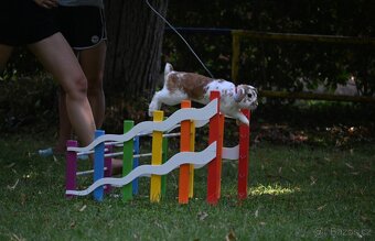 Nabízím předváděcí akci králičího hopu - 15