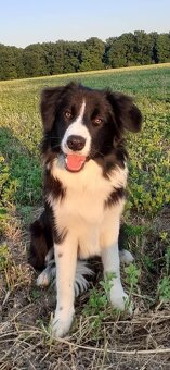 Border kolie s PP - 15