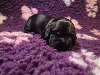 Anglický kokršpaněl – černí chlapečci s PP - 15