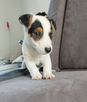 Jack Russell štěňátka - 15