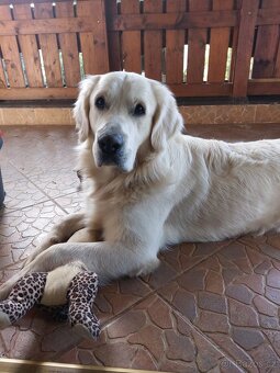 Zlatý retrívr, zlatý retriever. Štěňata bez PP - 15