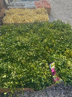 Prodáme vánoční jmelí 🌿🌿 - 15