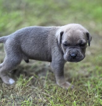 cane corso - 15