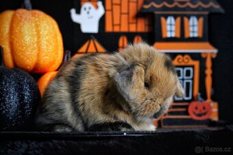 Minilop Králičci - TALLVALOP - 15