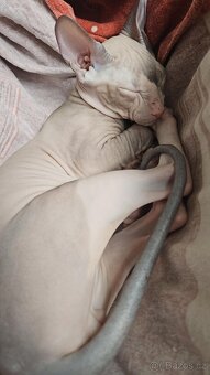 Koťátka Don sphynx bez PP - 15