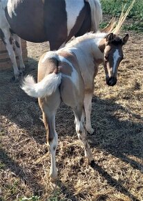 připouštění kvalitnimi plemeníky PAINT HORSE-HOMOZYGOT - 15
