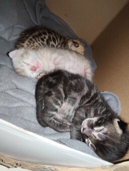 Bengálský Mink kocourek s PP - 15