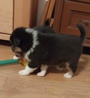 Australský ovčák s PP - 15