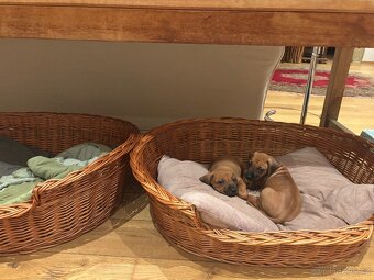 Rhodéský ridgeback s PP - 15