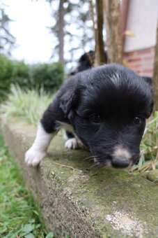 Štěňata Border kolie - 15