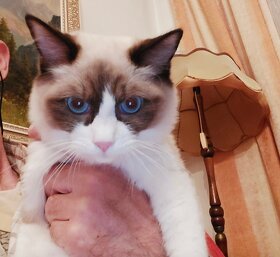 Ponukam ragdoll kocurov na krytie - 15