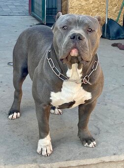 American Bully s PP - 15