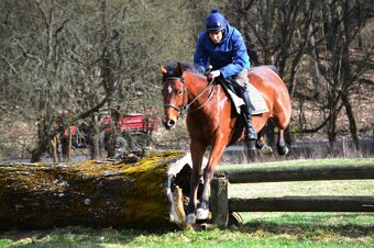 Prodám valacha A1/1 - 15