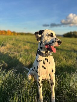 Dalmatin štěně s PP - 15