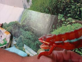 Chameleon pardáli - 15