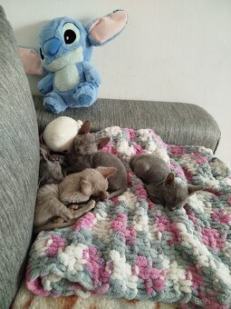 Cornish rex koťátka - 15