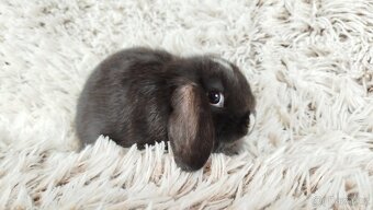 Zakrslý beránek, králíček, králík - DENIS - 15