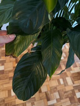 Spathiphyllum – Toulcovku (Lilie míru) - 15