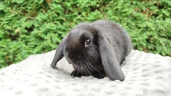 Zakrslý beránek, králíček, králík - JIMMY - 15