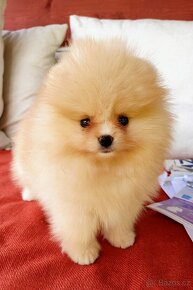 Pomeranian s PP ke KRYTÍ - krémový (žádný prodej) - 15