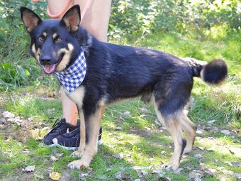 Janot hledá domov - 15