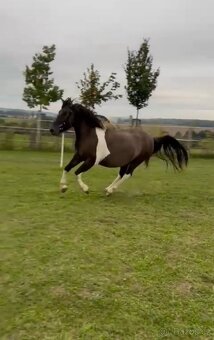 Úžasný Valášek do pony sportu - 15