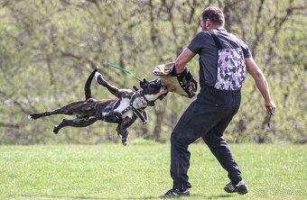Německý boxer - Full european FCI pedigree - 15