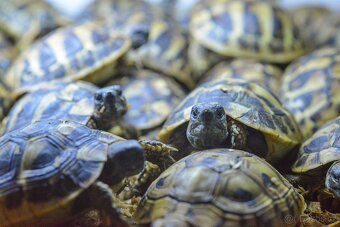 Suchozemské želvy 2023 a 2024 + vybavená terrária - 15