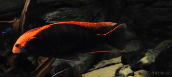 Tlamovci Malawi 55 - 15