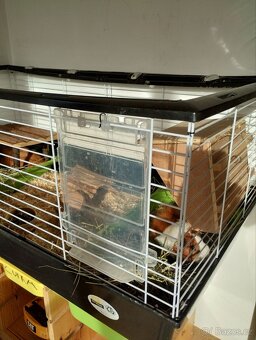 2 morčecí mladí samci nekastrovaní - jen spolu - 15