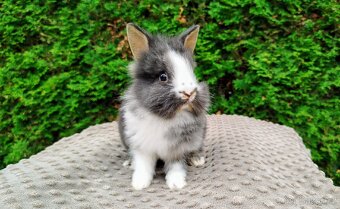 Zakrslý králík, králíček -(lvíček)-TIMMY - 15