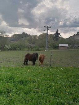 Docházka k poníkovi - 15