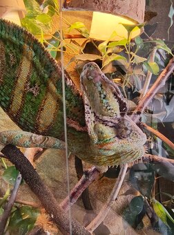 Chameleon jemenský - mláďata - 15