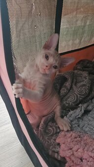 Koťátka Don sphynx bez PP - 15