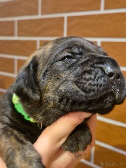 Cane Corso s PP - 15