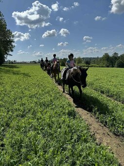 Prodej velmi hodného vychovaného pony poníka kategorie B - 15