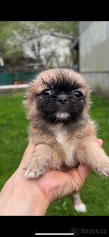Trpaslíči Pekinézer - 15