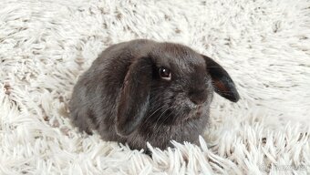 Zakrslý beránek, králíček, králík - CRISTIAN - 15