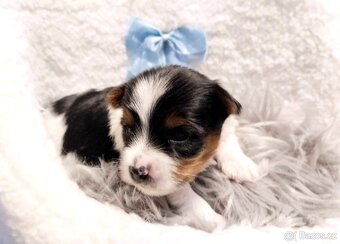 Yorkshire Terrier Biewer,Biro a Black and tan - 15