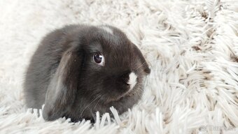 Zakrslý beránek, králíček,králík - DENIS - 15