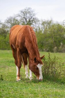 Nádherná APHA klisna s hříbětem - 15