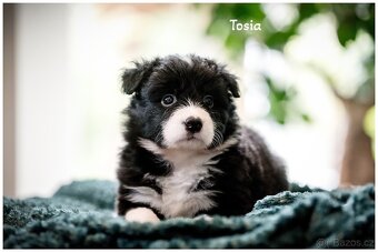 Border Collie, Border Kolia s PP FCI - 15