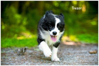 Border Collie, Border Kolia s PP FCI - 15