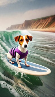 Sháním štěně Jack Russell teriéra nebo Parson - 15