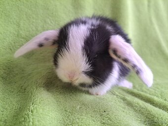 Zakrslý lvíček, beránek, králík uši nahoru i dolů - 15